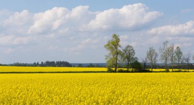 kırsal manzara güzel bahar