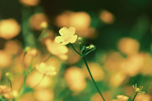 Marsh-Goudsbloem eerste bloemen in het voorjaar — Stockfoto