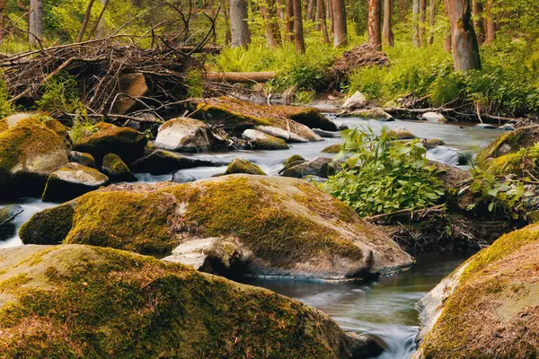 Küçük dağ vahşi nehir bahar — Stok fotoğraf