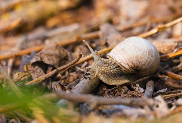 花园蜗牛 (庭园大蜗牛) — 图库照片