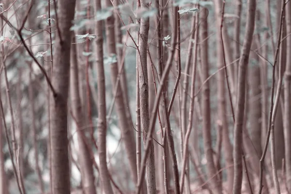 Hohe dünne Bäume, die im Wald wachsen — Stockfoto