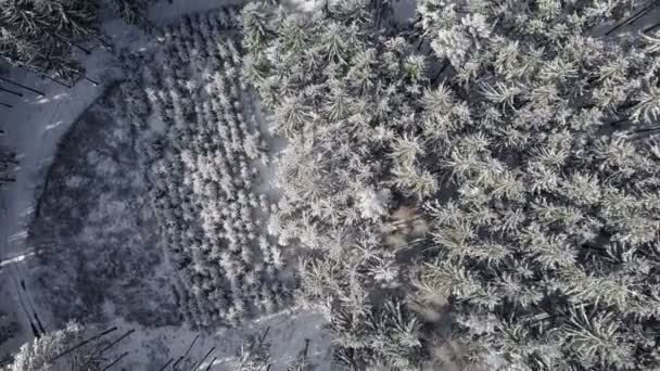 Luchtfoto winterlandschap — Stockvideo