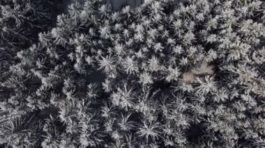 Karlı ormanın üzerinde uçan, top havadan kuş görünümü kış manzara