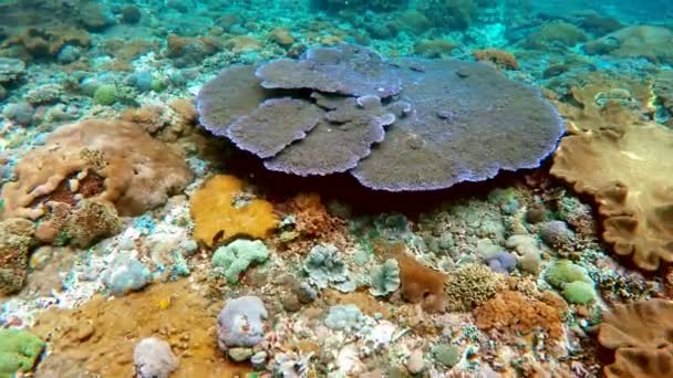 Jardim de coral no oceano Índico, Bali, Indonésia — Vídeo de Stock