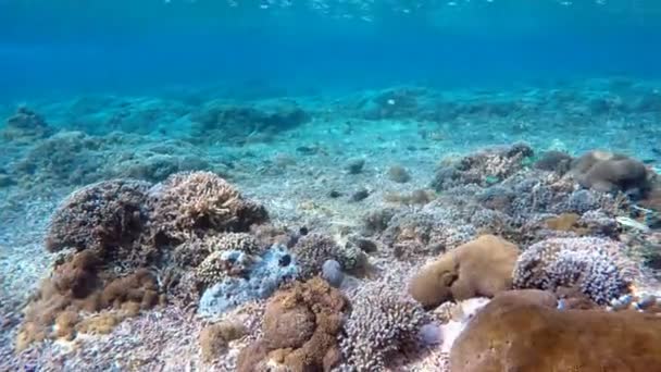 Peces de coral en el océano Índico, Bali, Indonesia — Vídeos de Stock