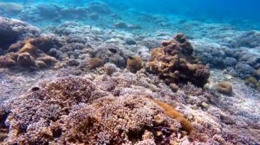 Hint Okyanusu, Bali, Endonezya mercan balık