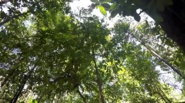 Yağmurda ağaç başında forrest Kuzey sulawesi, Endonezya