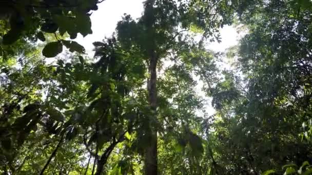 雨の中での木のてっぺん・ フォレスト北スラウェシ、インドネシア — ストック動画