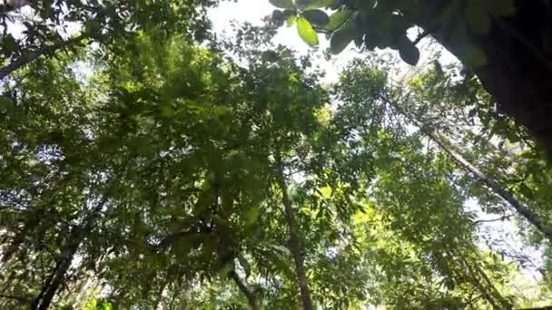 cimes des arbres sous la pluie forrest nord sulawesi, indonesia 