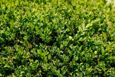 arka plan için yaprak yeşil doku kullanmak