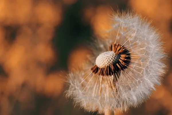 Dandelion flower in spring — Stock Photo, Image