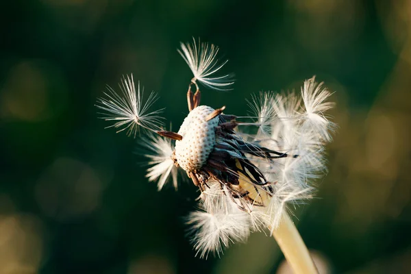 Löwenzahnblüte im Frühling — Stockfoto