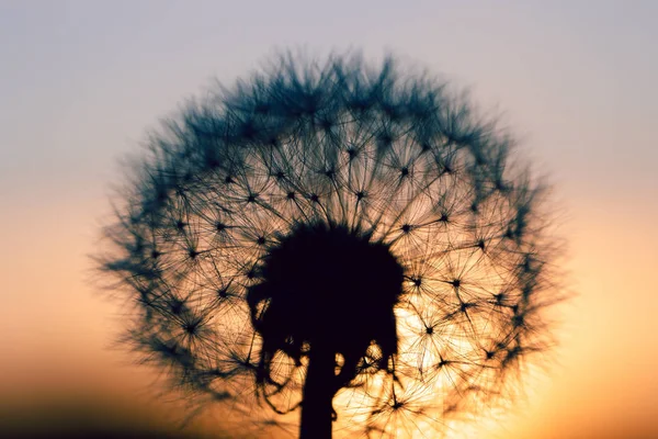 Close up de Dandelion cor abstrata no pôr do sol — Fotografia de Stock