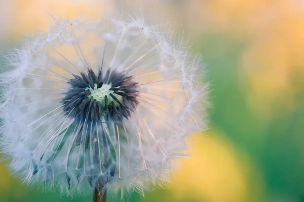 Löwenzahnblüte im Frühling — Stockfoto