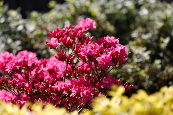 Pink, red azaleas blooms in spring — Stock Photo, Image