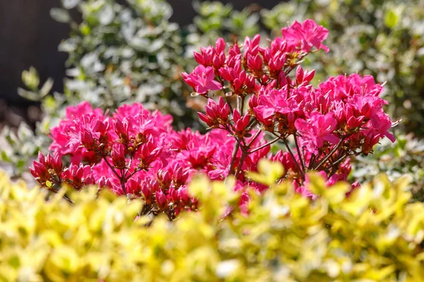 Pink, red azaleas blooms in spring — Stock Photo, Image