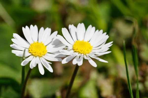 Small spring daisy flower — Stock Photo, Image