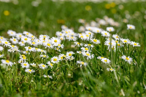 Kleine lente madeliefje bloem — Stockfoto