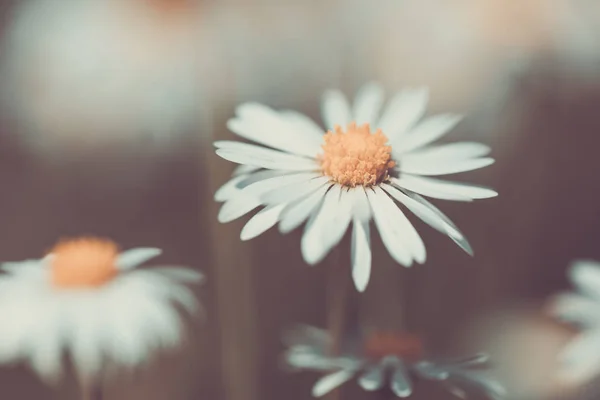 Piccolo fiore di margherita di primavera — Foto Stock