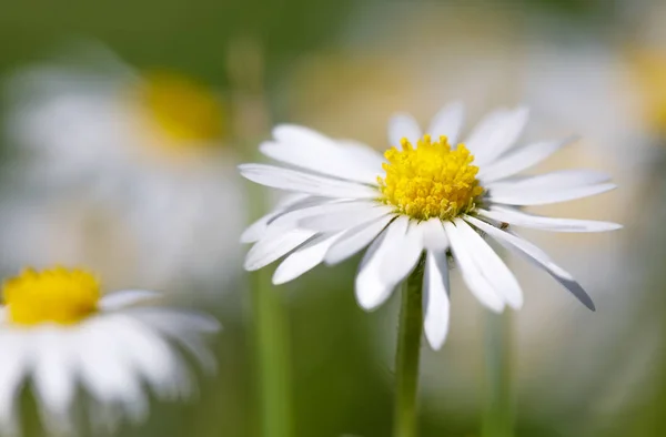 Small spring daisy flower — Stock Photo, Image