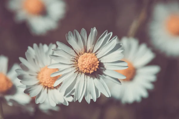 Piccolo fiore di margherita di primavera — Foto Stock