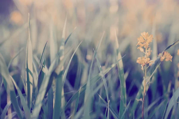 Fondo de primavera con hierba en el prado —  Fotos de Stock