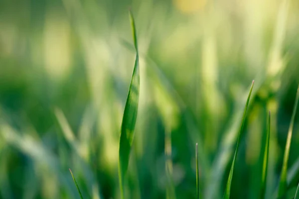 Spring background with grass on meadow — Stock Photo, Image