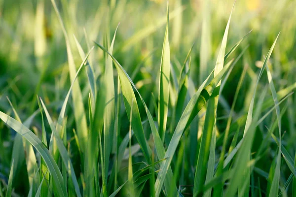 Latar belakang musim semi dengan rumput di padang rumput — Stok Foto