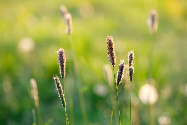 Spring background with grass on meadow — Stock Photo, Image
