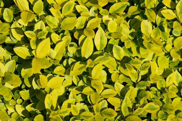 배경 녹색 잎 텍스처 사용 — 스톡 사진