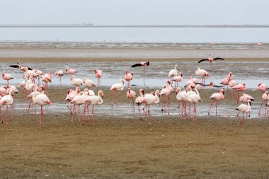 Pembe Flamingo, Afrika yaban hayatı kolonisi