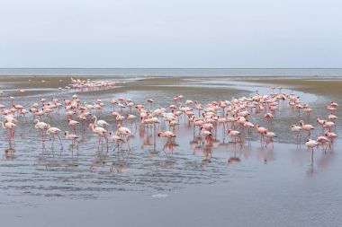 Pembe Flamingo, Afrika yaban hayatı kolonisi
