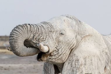 Etkin su birikintisinin beyaz Afrika filleri