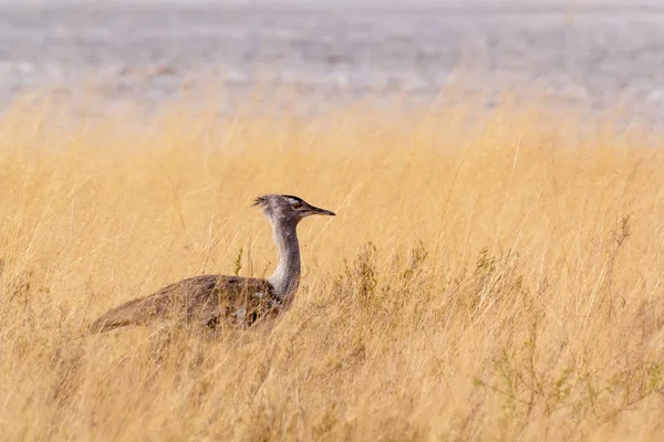 Koritrap in Afrikaanse bush — Stockfoto