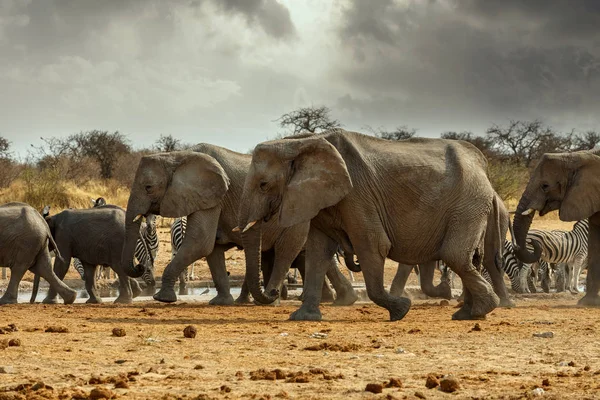 Majestuosos elefantes africanos, Etosha, Namibia — Foto de Stock