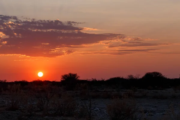 Landscape namibia Etosha game reserve — Stock Photo, Image