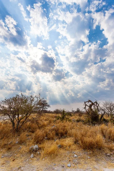 Paysage namibia réserve de gibier Etosha — Photo