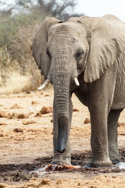 Majestosos elefantes africanos, Etosha, Namíbia — Fotografia de Stock