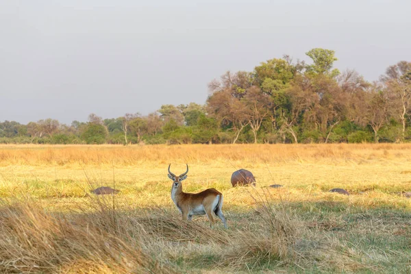 Zuidelijke Litschiewaterbok Afrika safari dieren in het wild — Stockfoto