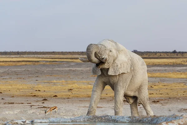 Weiße afrikanische Elefanten am Etoscha-Wasserloch — Stockfoto