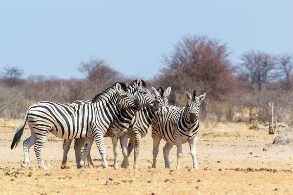 Familia de cebra en arbusto africano — Foto de Stock