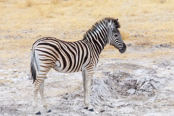 Carino bambino di zebra in africano cespuglio — Foto Stock