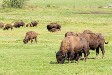 Amerikan bizonu (bizon bizon) sadece buffalo