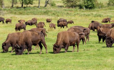 Amerikan bizonu (bizon bizon) sadece buffalo