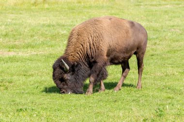 Amerikan bizonu (bizon bizon) sadece buffalo