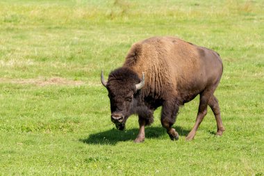 Amerikan bizonu (bizon bizon) sadece buffalo