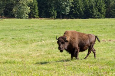 Amerikan bizonu (bizon bizon) sadece buffalo