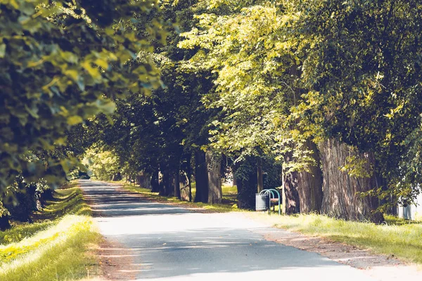 Красивая асфальтовая дорога и аллея деревьев . — стоковое фото