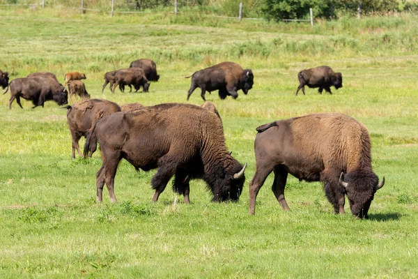 Bison d'Amérique (Bison bison) simplement buffle — Photo