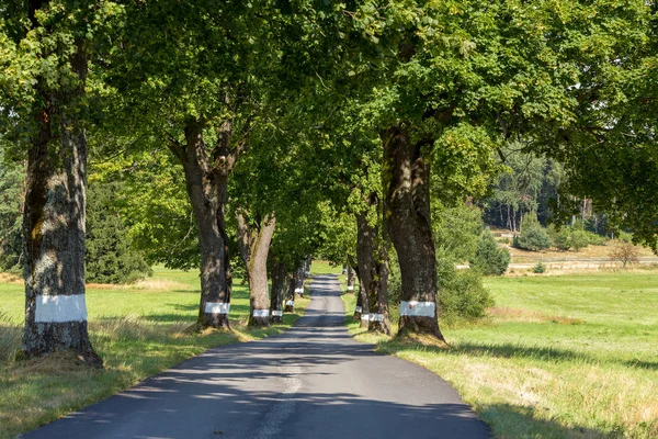 Estrada de asfalto bonita e beco de árvore . — Fotografia de Stock